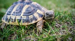 Kolik želv žije v přírodě a doma